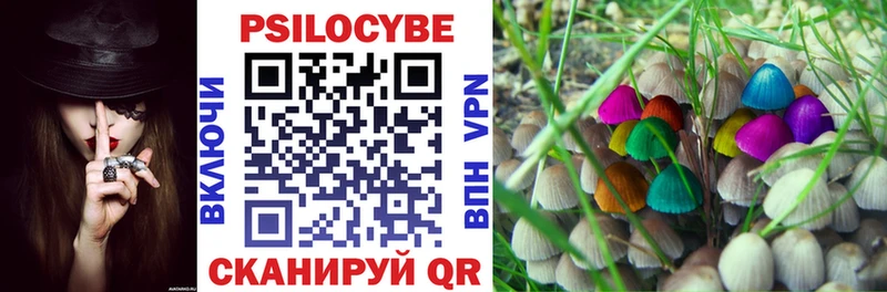 Псилоцибиновые грибы Psilocybe  Купить закладки  Новосокольники 